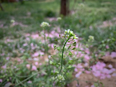 野草