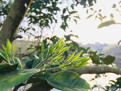 春天发芽阳光叶植物自然绿色