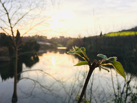 春天发芽阳光叶植物自然绿色生态