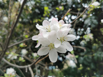 盛开的海棠花