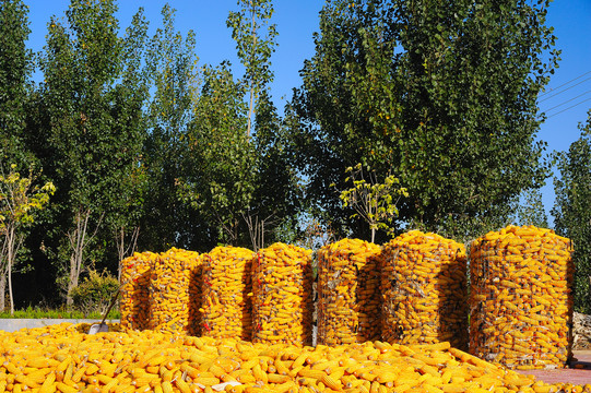 黄色玉米堆
