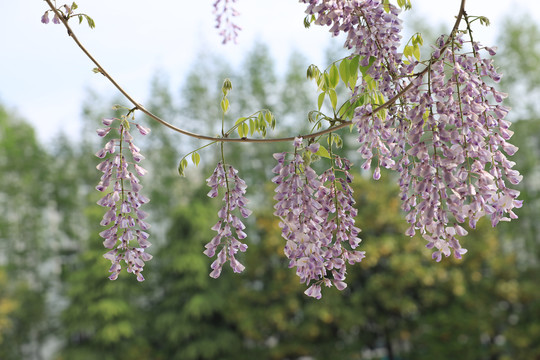 紫藤花