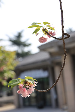 日本樱花