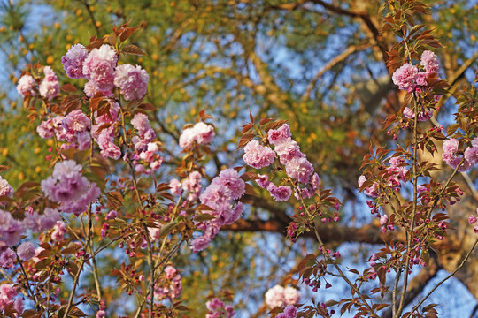 樱花