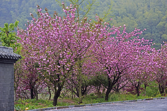 樱花