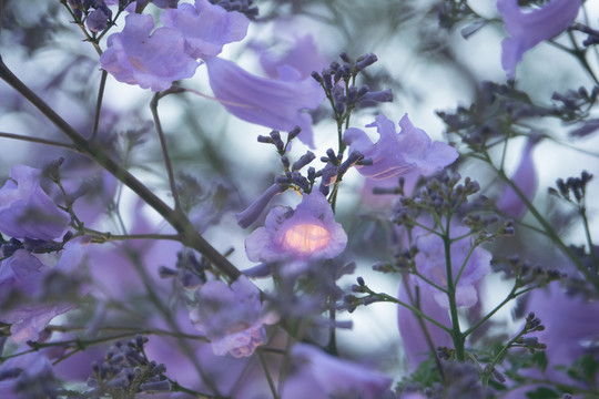 夕阳余晖下的蓝花楹特写