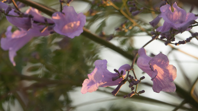 夕阳余晖下的蓝花楹特写