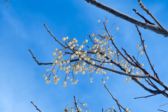 楝树果实楝枣子