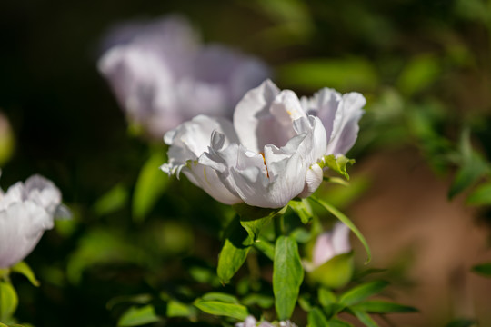 粉白色牡丹花