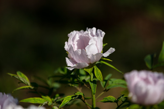 粉白色牡丹花