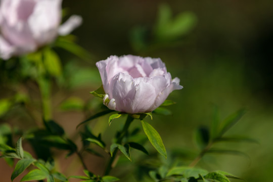 粉白色牡丹花