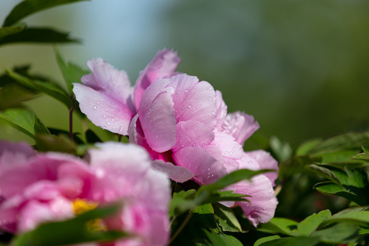 浅粉色牡丹花