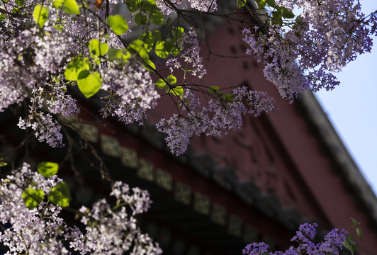 法源寺丁香花事