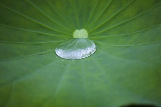 荷叶水珠