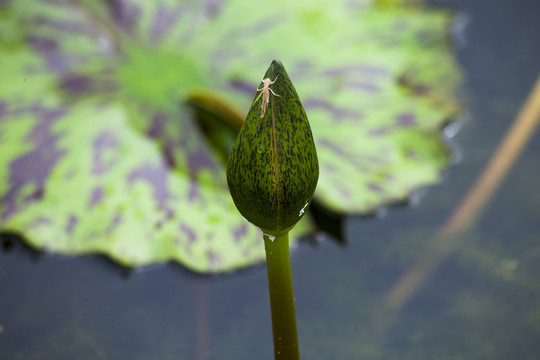 莲花