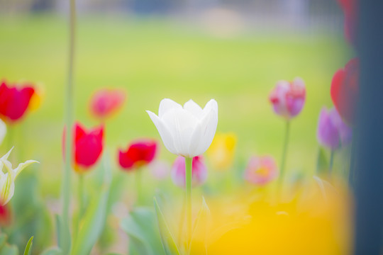 开放郁金香花