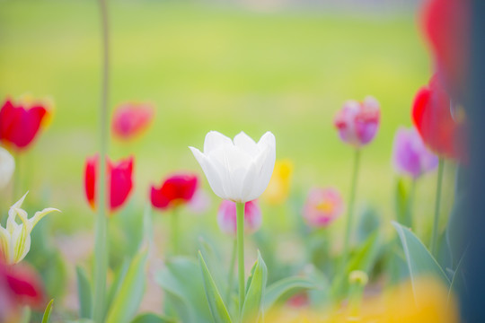 开放郁金香花