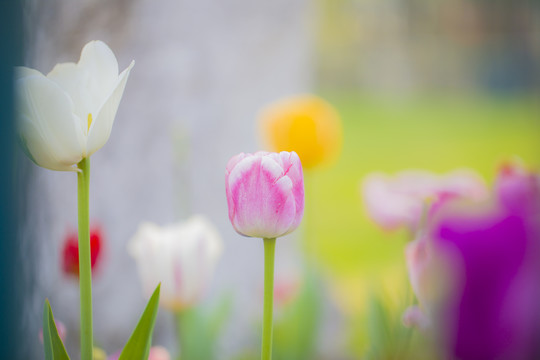 开放郁金香花