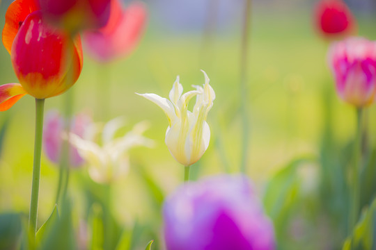 开放郁金香花