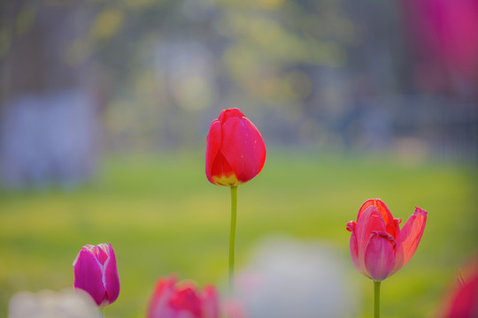 开放郁金香花