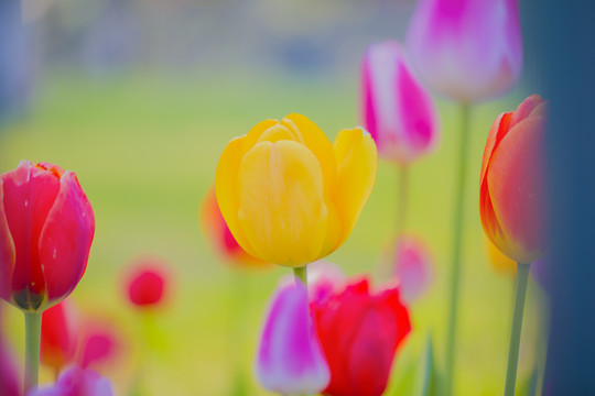 开放郁金香花