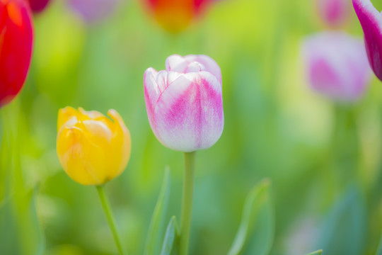 郁金香花