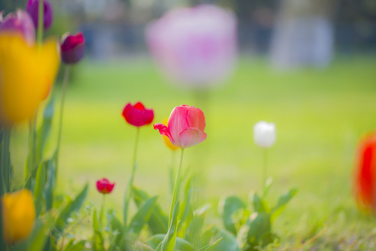 郁金香花