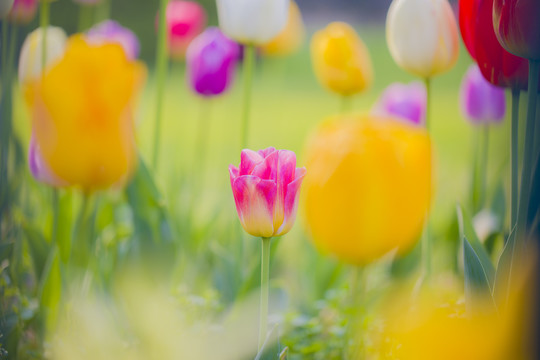 郁金香花