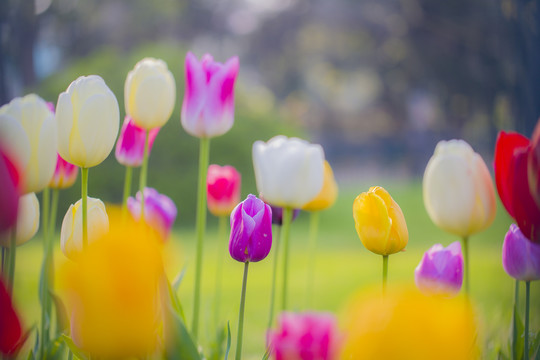 郁金香花