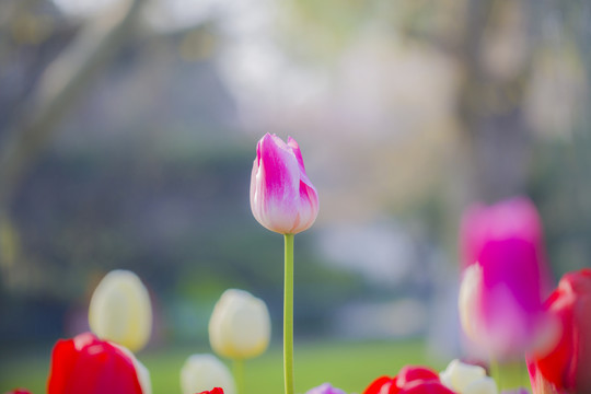 郁金香花