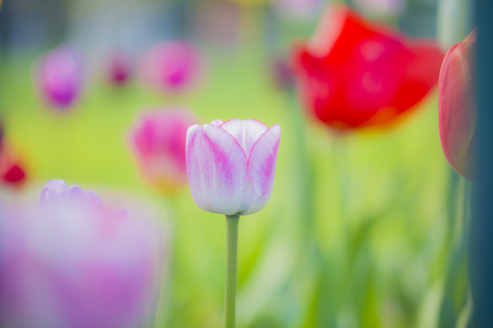 郁金香花