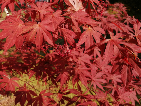 红枫