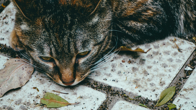 流浪猫