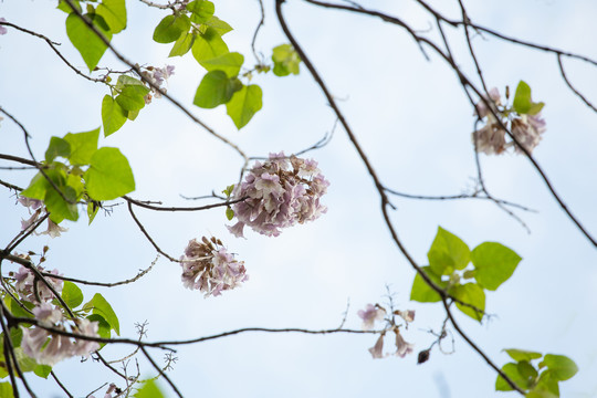 花卉素材