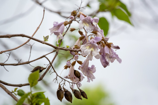 泡桐花