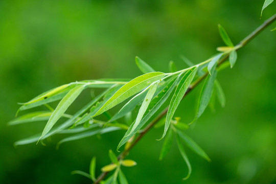 绿叶素材