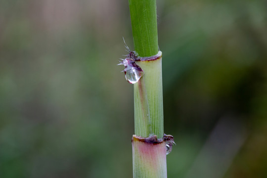 枝节