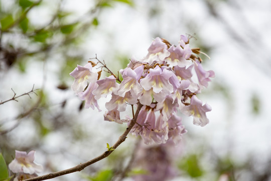 泡桐花素材