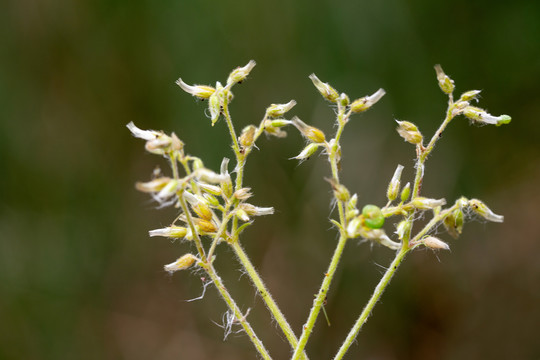 小草小花