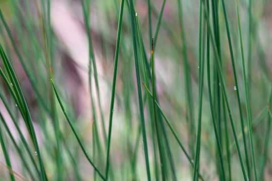 灯芯草