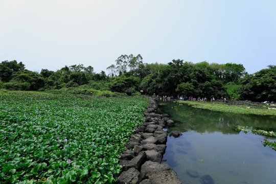 绿植水葫芦