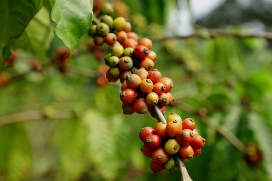 咖啡树咖啡豆