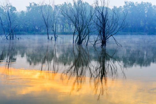 湿地晨景