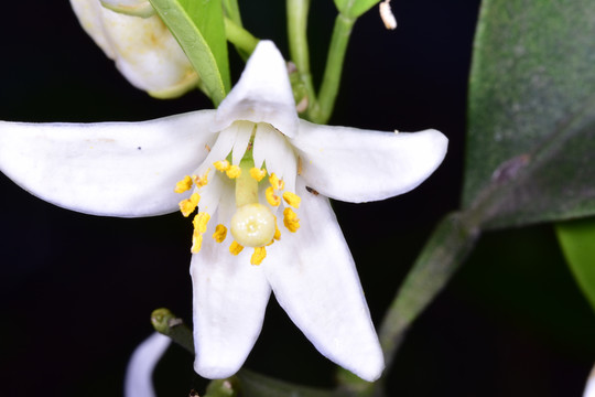 橘子花