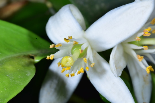 橘子花