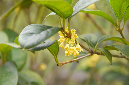 桂花树