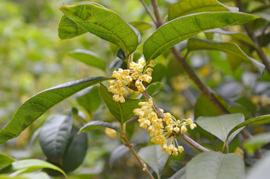 桂花树