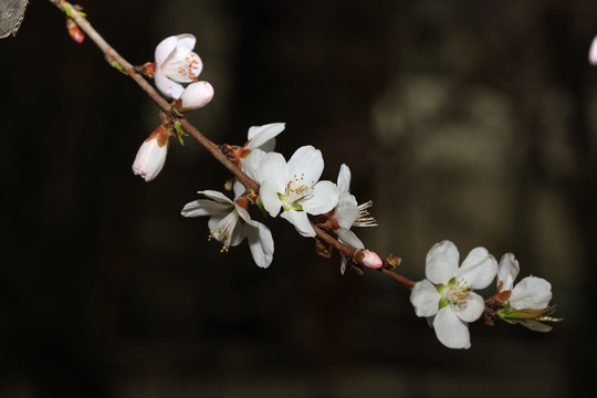 桃花