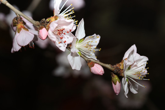 桃花