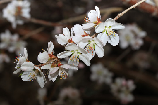 桃花